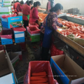 China new season carrot supply fresh carrot export price